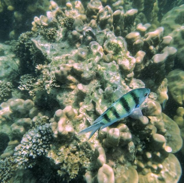 Koh Kradan, Trang