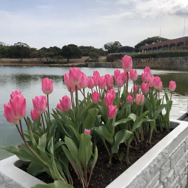 【福岡観光】早春のお花に癒される🎶海の中道海浜公園