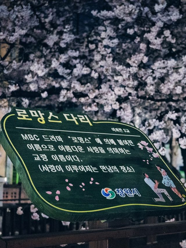 밤이 더 좋은 진해 벚꽃 구경!