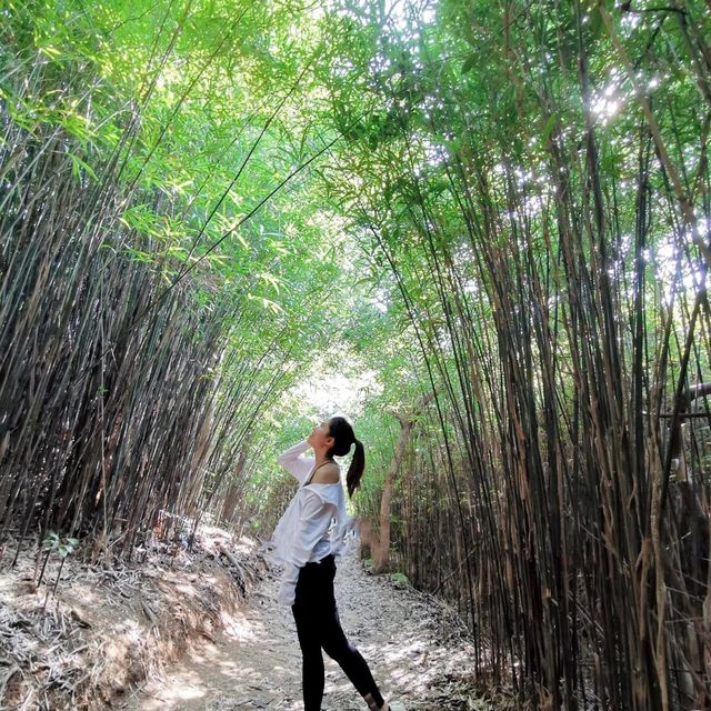 港版嵐山竹林道