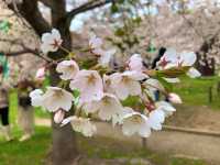 札幌　SAKURA 桜めぐり❗️円山公園の桜に感動❗️