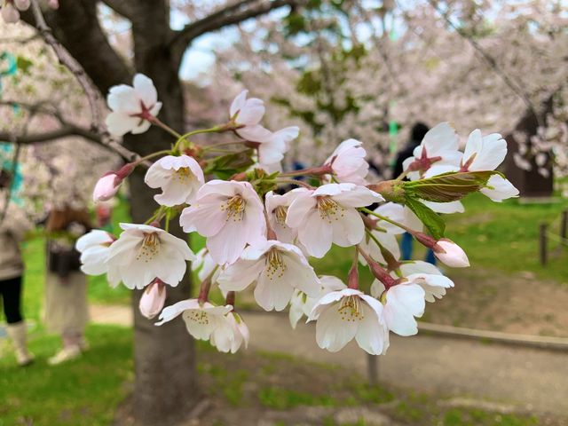 札幌　SAKURA 桜めぐり❗️円山公園の桜に感動❗️