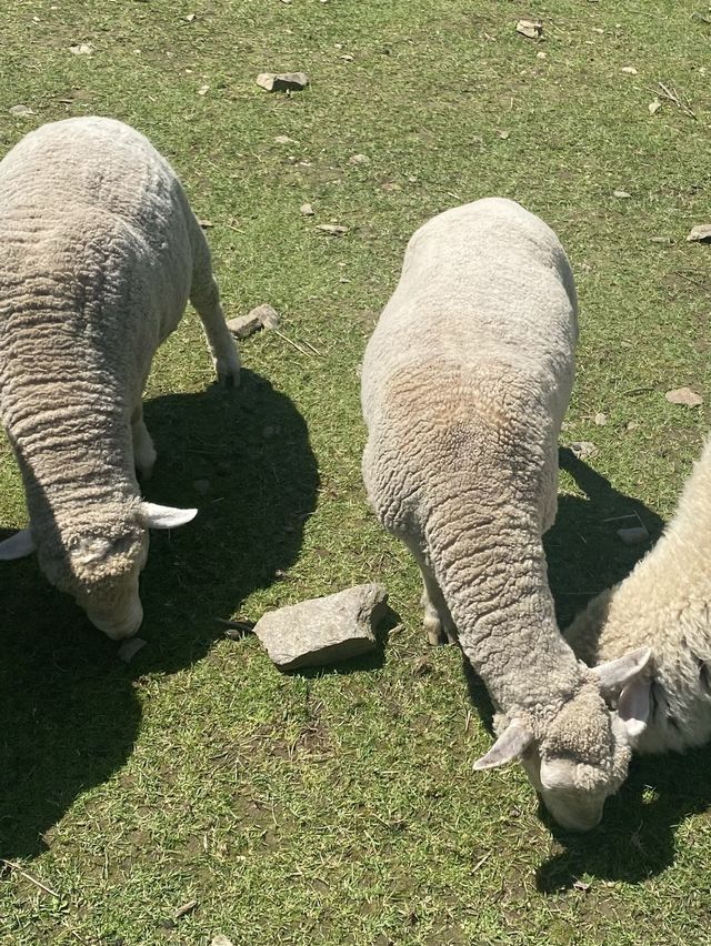 춘천에 오면 꼭 가봐야할 곳 모음집 😎