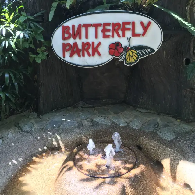 Spot beautiful butterflies at Butterfly Park