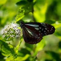 旅する蝶々🦋💫.•*¨*•.🦋💫 