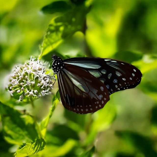 旅する蝶々🦋💫.•*¨*•.🦋💫 