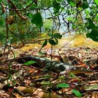 Wonders of Nature at Sungei Buloh Wetland