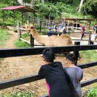 Mini Zoo of Kuala Krai