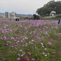 의왕 핑크뮬리 맛집💐왕송호수🌷