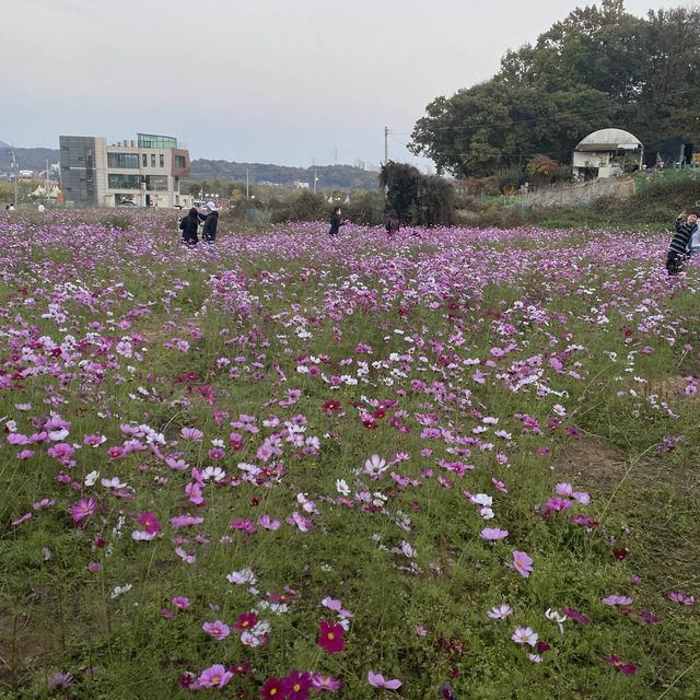 의왕 핑크뮬리 맛집💐왕송호수🌷