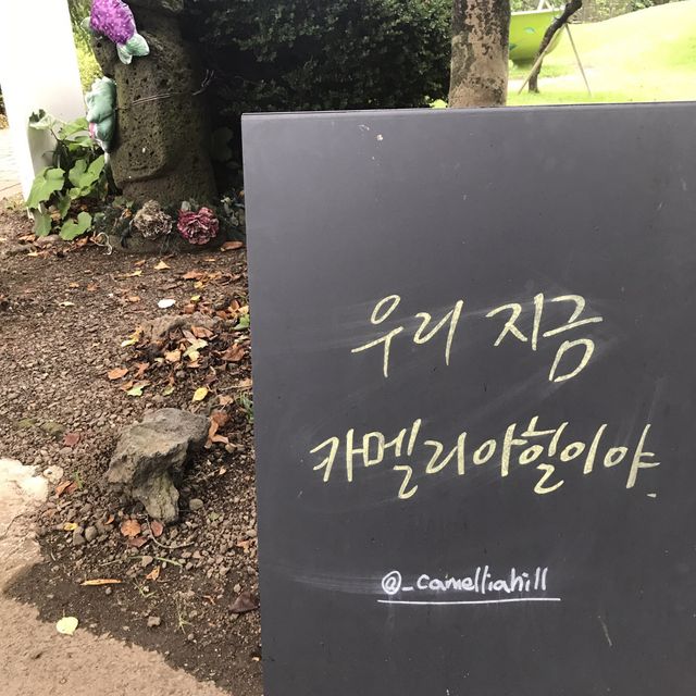 [수국과 함께하는 식물원 카멜리아힐]