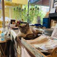 Chico cafe ร้านคาเฟ่แมวย่านทองหล่อ