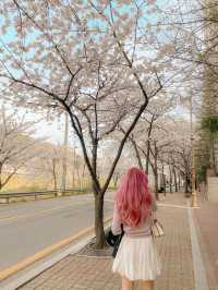[경기] 서울근교 벚꽃길 명소 안양천🌸