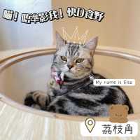 喵🐱