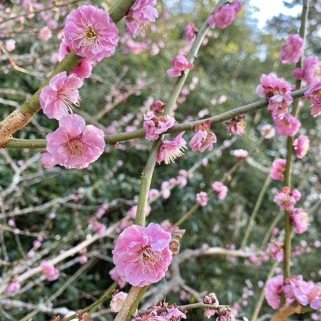 【高知】牧野富太郎記念館
