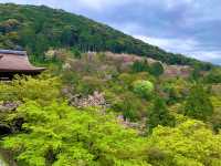 京都　KYOTO SAKURAめぐり❗️まさに、いとをかし清水寺の桜に大満足❗️