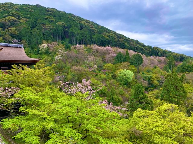 京都　KYOTO SAKURAめぐり❗️まさに、いとをかし清水寺の桜に大満足❗️