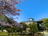 京都　京都散策旅　渉成園の庭園と桜のコラボに感動❗️