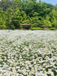계란후라이꽃 샤스타데이지 천국🌼🤍