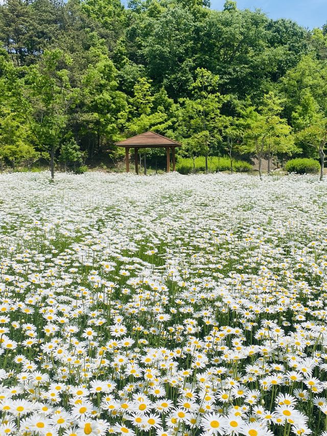 계란후라이꽃 샤스타데이지 천국🌼🤍