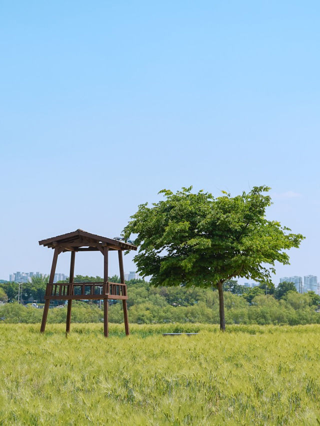 대구 꽃구경하기 좋은 곳, 하중도(금호꽃섬)