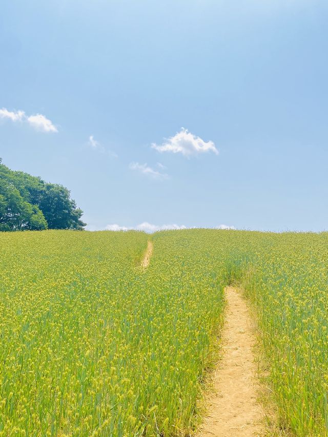 초록초록 윈도우 배경화면이 생각나는 카페🌾💚