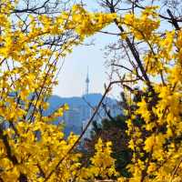 응봉산 개나리 꽃 구경💛