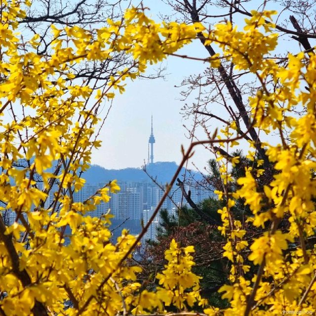 응봉산 개나리 꽃 구경💛