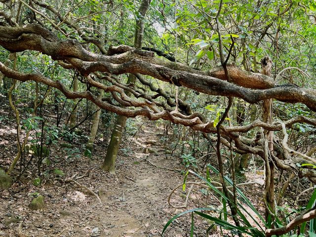 【行山】茅坪古道、北港古道：古靈精怪榼藤