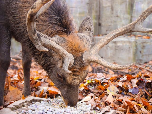 【旭川】北海道の動物が見られる！旭川市旭山動物園をご紹介