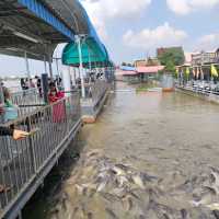 จุดให้อาหารปลาใกล้ตลาด วัดศาลเจ้า