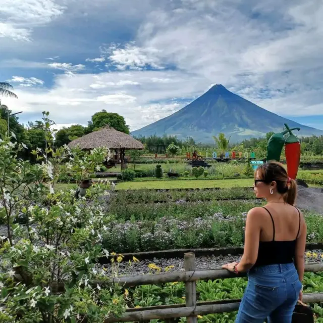 The picturesque view of Mt. Mayon Volcano