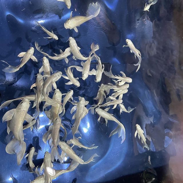 江南超出名水族館🤩Coex Aquarium 