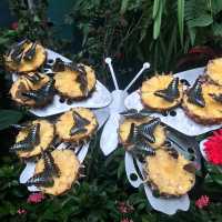 Butterfly Park within Changi Airport T3 SG