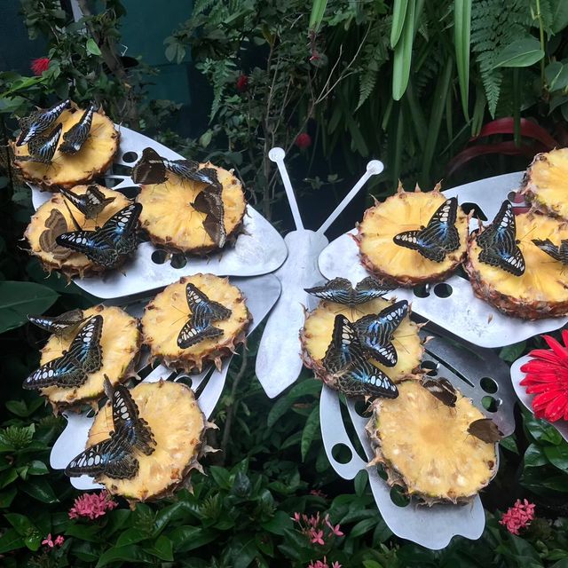 Butterfly Park within Changi Airport T3 SG