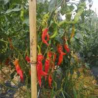 Pick your own fruit and veggies