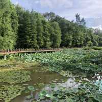 深圳氧吧｜東湖植物園