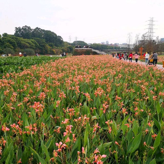 Guanlan Wetland Flower Park