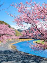 Earliest blooming cherry blossoms in all of Japan |