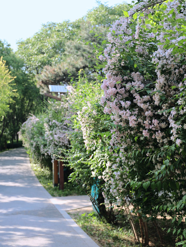 Few people know about it! 99% of people are unaware of the Hedgehog-Styled Flower Waterfall in Tongzhou Grand Canal.