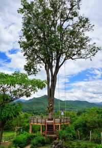 Thailand | For this big tree, I will go to Pai County again.