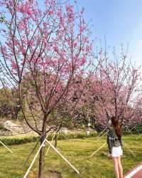 A great place to appreciate flowers | Beautiful cherry blossoms in Tung Chung are in full bloom