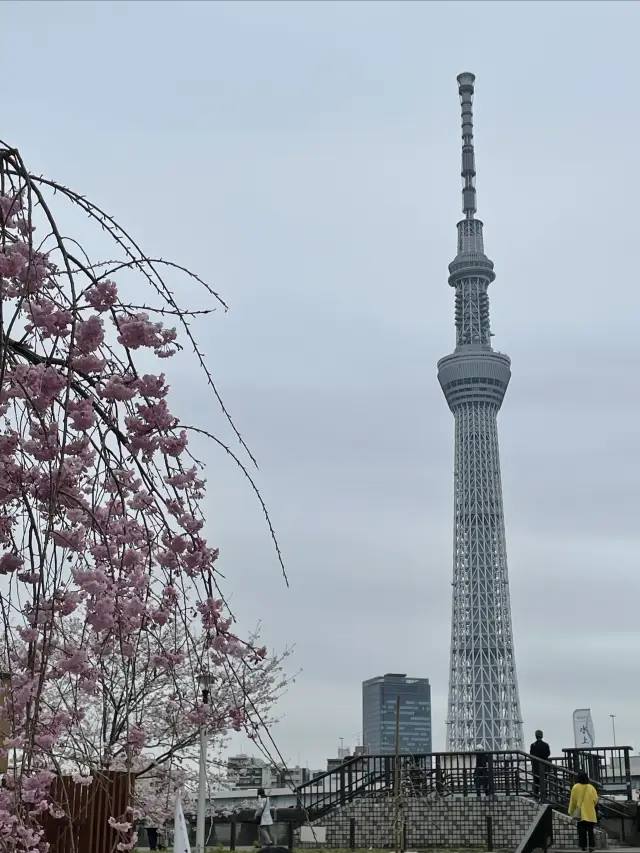 Cherry blossoms 🌸 and sky trees