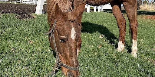 2024-Orientation to Horses Wednesday | La Fleur Stables, L.L.C.