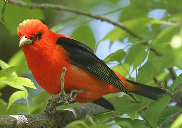 All About Birds: Skill Building Part 2 | Shenks Ferry Wildflower Preserve