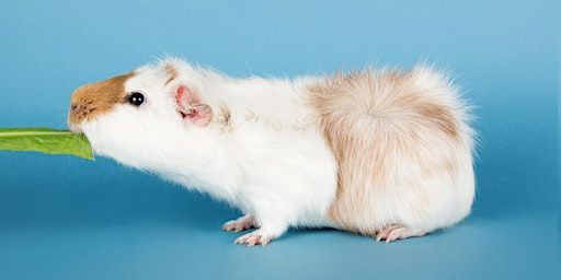 Wild Life Drawing Easter Special: Guinea Pigs with Alice Bowsher | Camley Street Natural Park, London Wildlife Trust