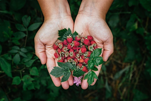 Foraging Walk & Culinary Experience | Miles Green Farm