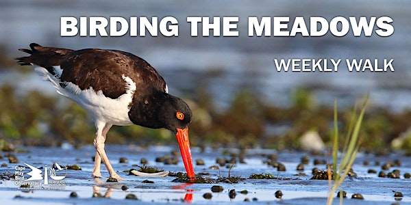 Birding the Meadows | South Cape May Meadows