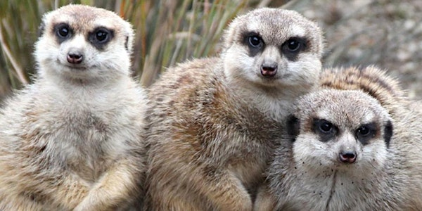 Sunrise Safari Tours: Zoo Youngsters | Edinburgh Zoo