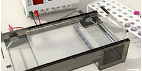 ABE course 1 - Introduction to DNA manipulation - Norwich 2025 | John Innes Centre